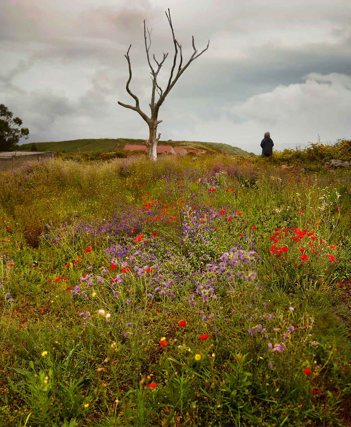 photo basel 2023
Ellen Kooi, Coruna – bloemen, 2019