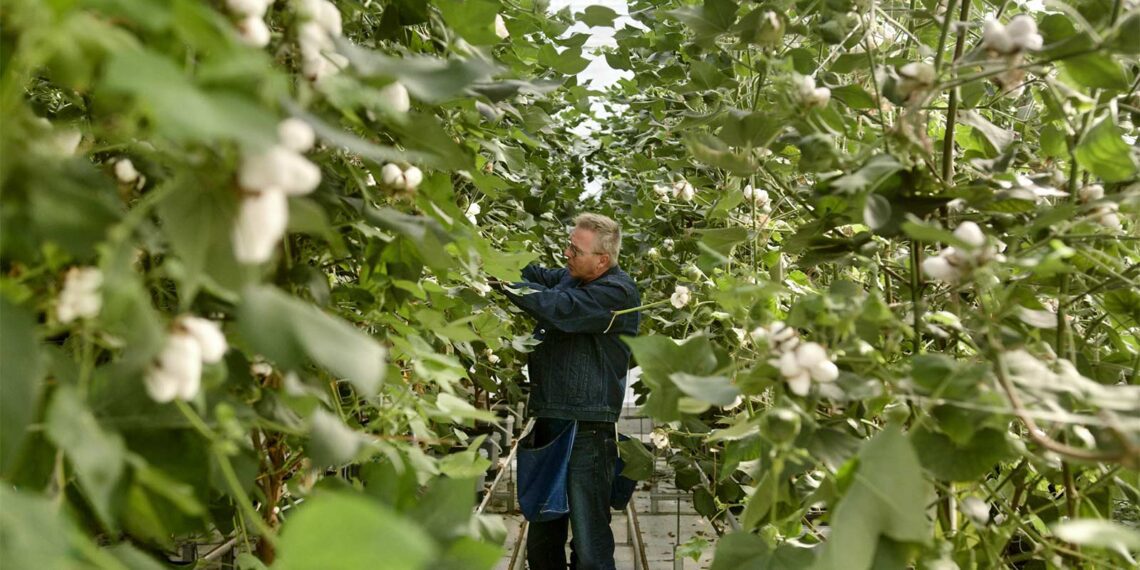 Homegrown Denim: Die erste Jeans aus dem Gewächshaus